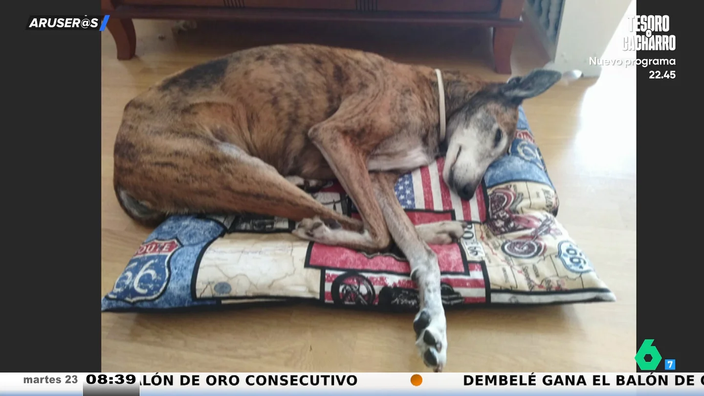 Los espectadores de Aruser@s celebran el día mundial del perro adoptado: "Nick no fue adoptado, él fue quien los eligió a ellos" Los espectadores de Aruser@s celebran el día mundial del perro adoptado: "Nick no fue adoptado, él fue quien los eligió a ellos"
