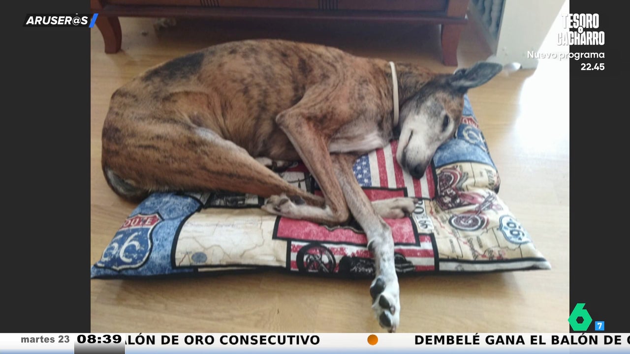 Los espectadores de Aruser@s celebran el día mundial del perro adoptado: "Nick fue quien nos eligió a nosotros"