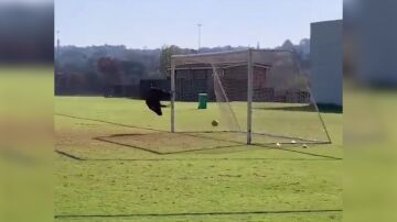 Gol