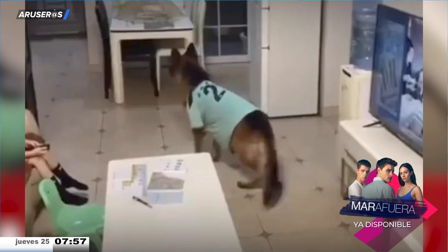 El vídeo del perro cómplice que protege a la pequeña de casa de un castigo El vídeo del perro cómplice que protege a la pequeña de casa de un castigo