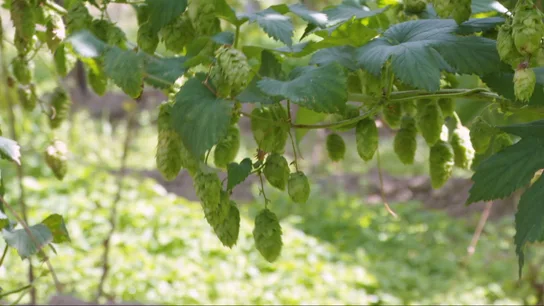 El cambio climático amenaza al 'oro verde', el imprescindible ingrediente para la fabricación de cerveza El cambio climático amenaza al 'oro verde', el imprescindible ingrediente para la fabricación de cerveza