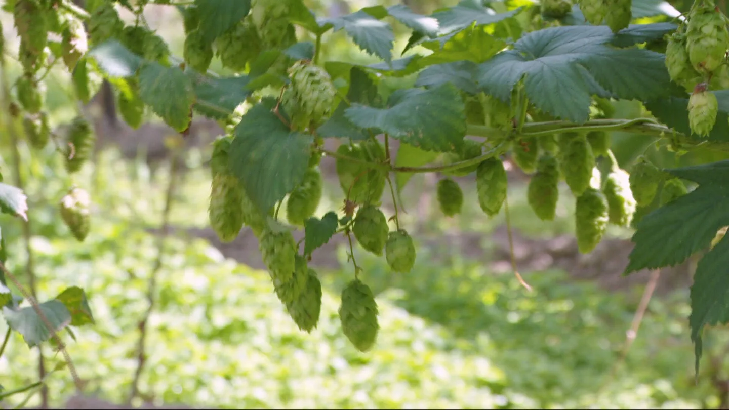 El cambio climático amenaza al 'oro verde', el imprescindible ingrediente para la fabricación de cerveza El cambio climático amenaza al 'oro verde', el imprescindible ingrediente para la fabricación de cerveza