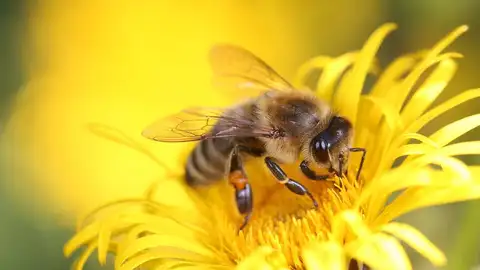 Abeja Abeja