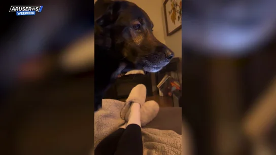 El emotivo reencuentro de dos perros por videollamada que evidencia su bonita amistad El emotivo reencuentro de dos perros por videollamada que evidencia su bonita amistad
