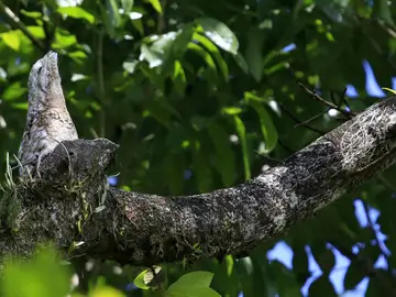 Pájaro "estaca" camuflado en la rama de un árbol Pájaro "estaca" camuflado en la rama de un árbol