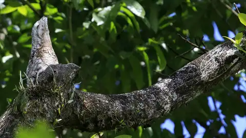 Pájaro "estaca" camuflado en la rama de un árbol Pájaro "estaca" camuflado en la rama de un árbol