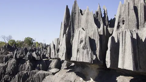 Bosque de Tisingy de Bemaraha, en Madagascar Bosque de Tisingy de Bemaraha, en Madagascar