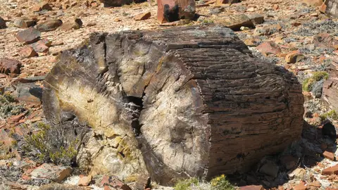 Tronco petrificado en el Bosque Petrificado de Jaramillo, en Argentina Tronco petrificado en el Bosque Petrificado de Jaramillo, en Argentina