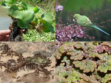 Más de 1.200 especies no nativas están establecidas en la Península Más de 1.200 especies no nativas están establecidas en la Península