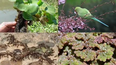 Más de 1.200 especies no nativas están establecidas en la Península Más de 1.200 especies no nativas están establecidas en la Península