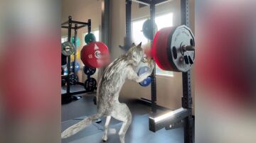 Hombre lobo