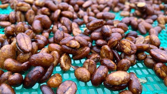 Fotografía que muestra una plantación de café en la finca Frajares en el Choco Andino (Ecuador) Fotografía que muestra una plantación de café en la finca Frajares en el Choco Andino (Ecuador)