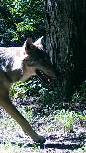 Lobo Lobo