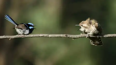 Aves Aves