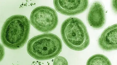Prochlorococcus marinus Prochlorococcus marinus