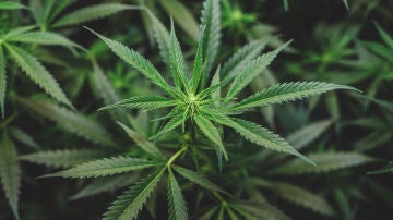 Cannabis