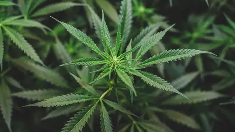 Cannabis Cannabis