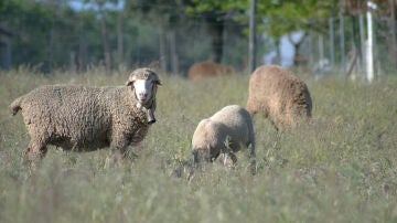 Ovejas merinas