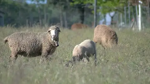 Ovejas merinas Ovejas merinas