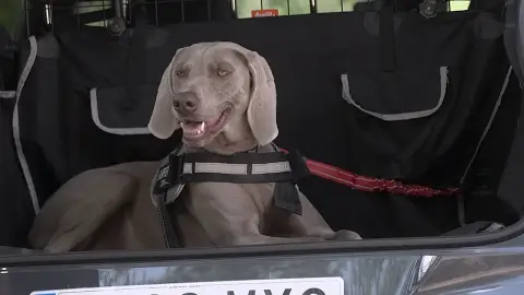Mascotas en el coche Mascotas en el coche