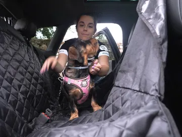 Mascotas en el coche Mascotas en el coche