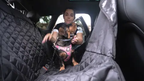 Mascotas en el coche Mascotas en el coche