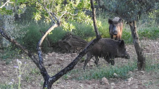 Imagen de archivo de jabalíes en España Imagen de archivo de jabalíes en España