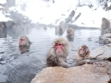 Jigokudani Monkey Park Onsen Jigokudani Monkey Park Onsen
