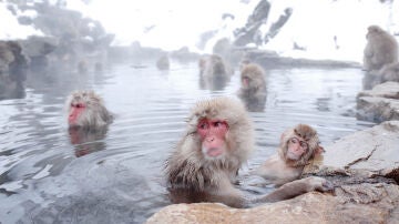 Jigokudani Monkey Park Onsen 