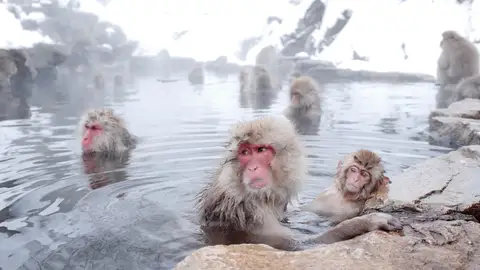 Jigokudani Monkey Park Onsen Jigokudani Monkey Park Onsen