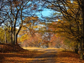  Bosque de Hoia-Baciu