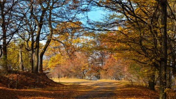  Bosque de Hoia-Baciu