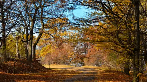 Bosque de Hoia-Baciu Bosque de Hoia-Baciu