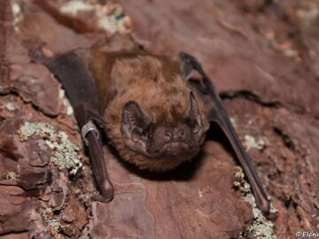 Murci&eacute;lago n&oacute;ctulo