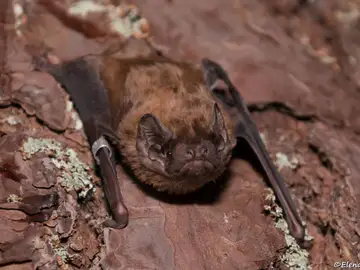 Murciélago nóctulo Murciélago nóctulo