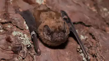 Murciélago nóctulo Murciélago nóctulo