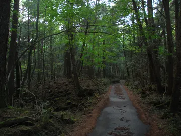 Bosque de Aokigahara Bosque de Aokigahara