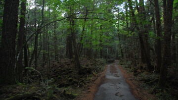 Bosque de Aokigahara
