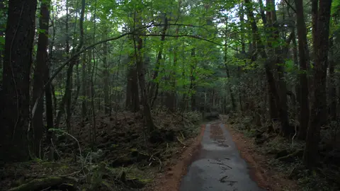 Bosque de Aokigahara Bosque de Aokigahara