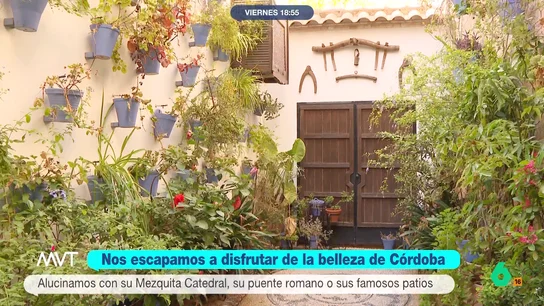mvt-cordoba mvt-cordoba