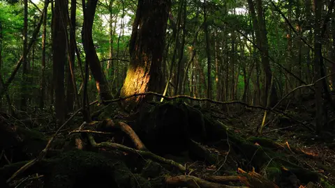 Bosque de Aokigahara Bosque de Aokigahara
