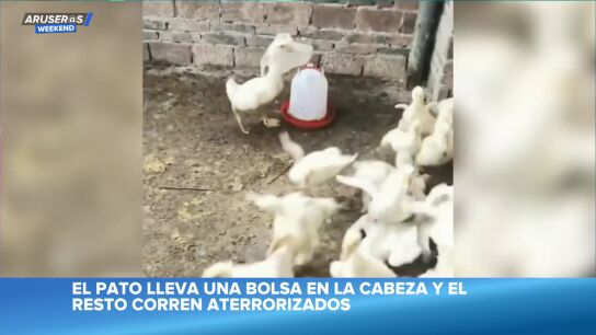 El divertido v&iacute;deo viral del pato que se pone una bolsa en la cabeza y asusta a toda la bandada
