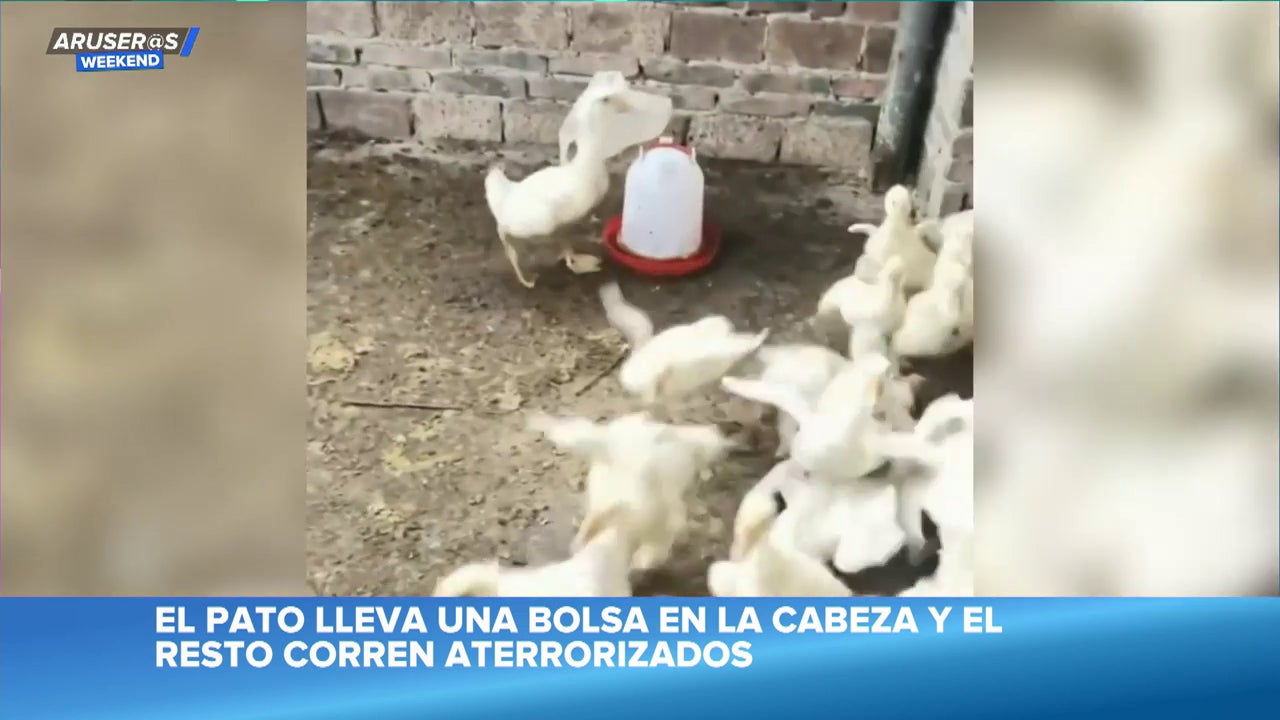 El divertido vídeo viral del pato que se pone una bolsa en la cabeza y asusta a toda la bandada