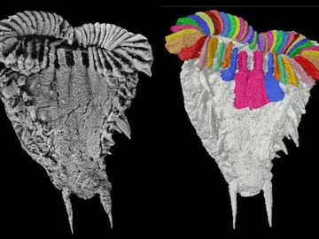 Fósil Atlascystis acantha Fósil Atlascystis acantha