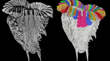 Fósil Atlascystis acantha Fósil Atlascystis acantha