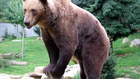 Oso pardo Oso pardo