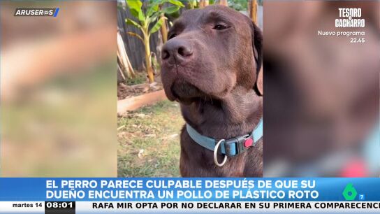 La divertida reacci&oacute;n de un Labrador tras ser se&ntilde;alado como sospechoso de romper un peluche