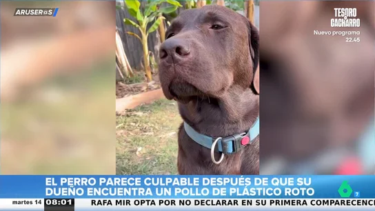 La divertida reacción de un Labrador tras ser señalado como sospechoso de romper un peluche La divertida reacción de un Labrador tras ser señalado como sospechoso de romper un peluche