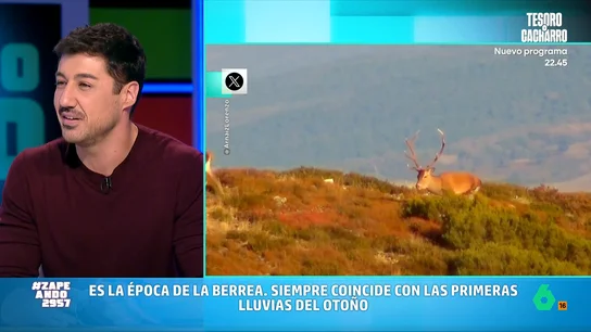 Francisco Cacho explica qué es la berrea al ritmo de Sonia y Selena: "Cuando llegan las lluvias los ciervos se enamoran" Francisco Cacho explica qué es la berrea al ritmo de Sonia y Selena: "Cuando llegan las lluvias los ciervos se enamoran"