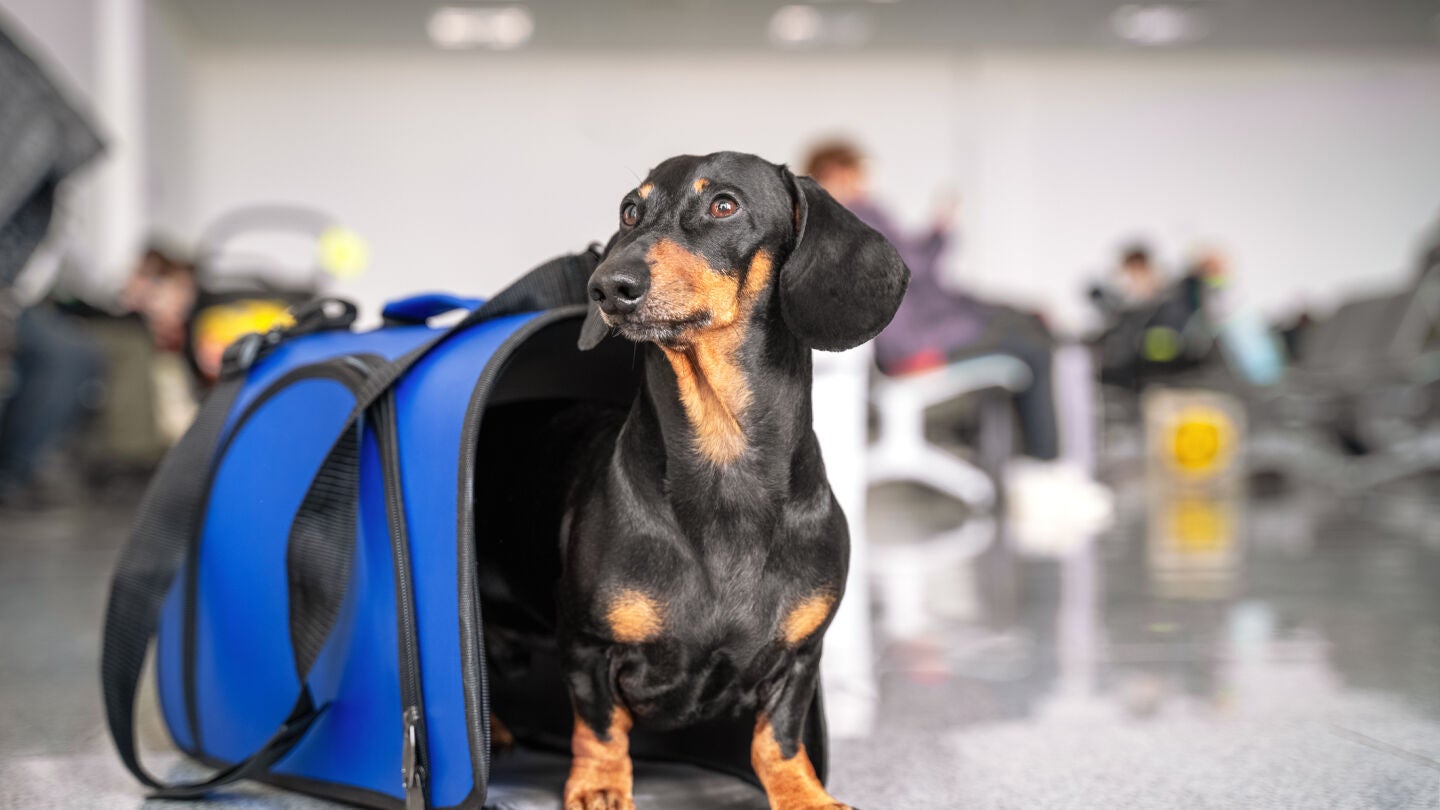 Perro en un aeropuerto